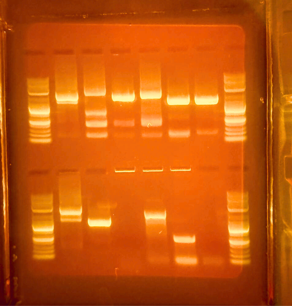 My biotech journey: pt I – wet lab & genetic engineering